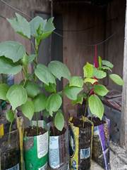 Imagen que contiene exterior, pequeño, cacerola, tabla

Descripción generada automáticamente