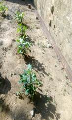 Un jardín con plantas

Descripción generada automáticamente con confianza media